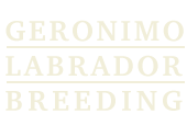 Geronimo Labrador Breeding